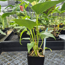 Load image into Gallery viewer, Anthurium Macrolobium, Exact Plant Ships Nationwide
