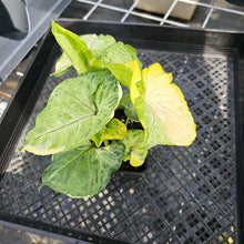 Load image into Gallery viewer, Syngonium Mango Allusion, Orm Thong, Exact Plant Variegated Ships Nationwide
