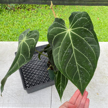 Load image into Gallery viewer, Anthurium Magnificum X AFF noid, exact plant, Fedex 2day*
