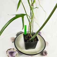 Load image into Gallery viewer, Philodendron Holtonianum, Exact Plant Ships Nationwide
