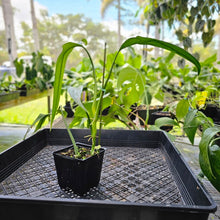 Load image into Gallery viewer, Philodendron Holtonianum, Exact Plant Ships Nationwide
