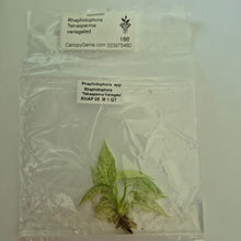Load image into Gallery viewer, Rhaphidophora Tetrasperma White Monster Mint variegated tissue culture 2DayAir

