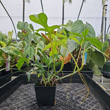Load image into Gallery viewer, Philodendron Quercifolium x Pedatum, Exact Plant Ships Nationwide
