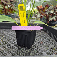 Load image into Gallery viewer, Anthurium Spectabile, Exact Plant
