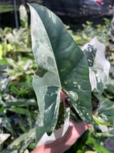 Load image into Gallery viewer, Alocasia Simpo Albo variegated 2.5" pot, Fedex 2day*
