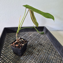 Load image into Gallery viewer, Philodendron Spiritus Sancti exact plant, Fedex 2day*
