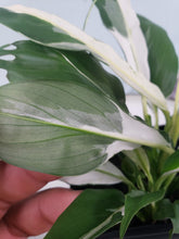 Load image into Gallery viewer, Jessica, Exact Plant, double plant, variegated Spathiphyllum
