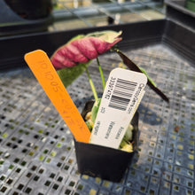 Load image into Gallery viewer, Alocasia Watsoniana Albo Pink variegated exact plant, Fedex 2day*

