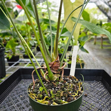 Load image into Gallery viewer, Anthurium Macrolobium, Exact Plant XXL flowering

