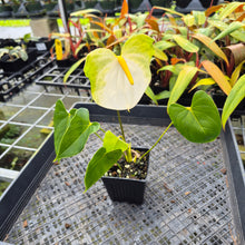 Load image into Gallery viewer, Anthurium White Obake 'Tropic Ice', 4" pot, Fedex 2day*
