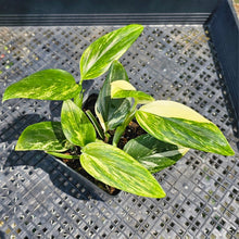 Load image into Gallery viewer, Monstera Standleyana Aurea, Exact Plant Variegated Multi pot of 4+ Ships Nationwide
