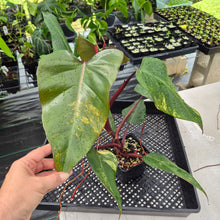 Load image into Gallery viewer, Philodendron Strawberry Shake Variegated exact plant, Fedex 2day*
