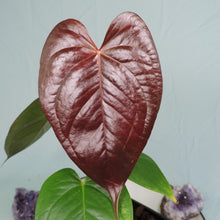 Load image into Gallery viewer, Anthurium Red Beauty 4&quot; pot, ships nationwide
