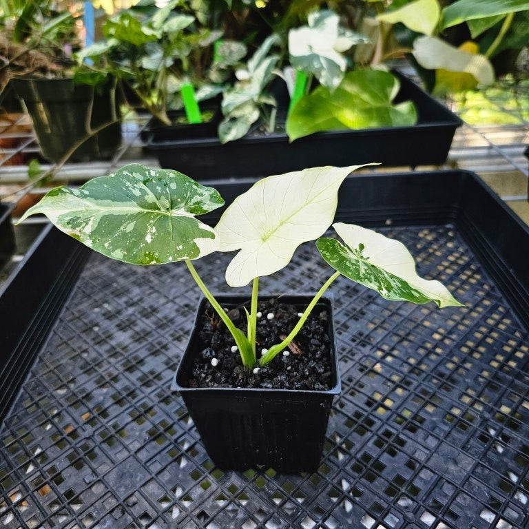 Alocasia Gageana Albo, Exact Plant Variegated