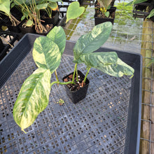 Load image into Gallery viewer, Rhaphidophora Puberula, Exact Plant Variegated Ships Nationwide
