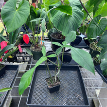 Load image into Gallery viewer, Philodendron Joepii, Exact Plant Ships Nationwide
