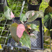 Load image into Gallery viewer, Philodendron Pink Princess, Exact Plant Variegated Ships Nationwide
