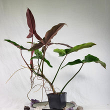 Load image into Gallery viewer, Philodendron Mexicanum, Exact Plant
