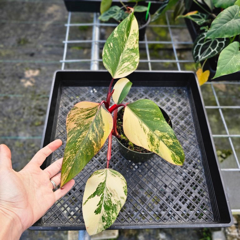 Philodendron Strawberry Shake, Exact Plant Variegated 6