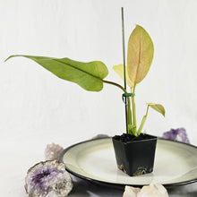 Load image into Gallery viewer, Philodendron Whipple Way, Exact Plant Variegated Ships Nationwide
