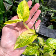Load image into Gallery viewer, Epipremnum Pinnatum Sunburst, Exact Plant Variegated Ships Nationwide
