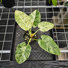 Load image into Gallery viewer, Philodendron Giganteum, Exact Plant Variegated Ships Nationwide
