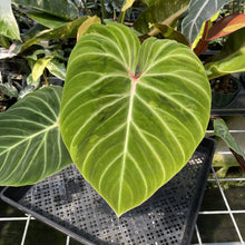 Load image into Gallery viewer, Philodendron Verrucosum Amazon Sunset exact plant, Fedex 2day
