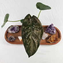 Load image into Gallery viewer, Alocasia Wentii, Exact Plant Variegated
