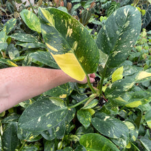 Load image into Gallery viewer, Philodendron Green Congo Nuclear Variegated 4" pot, Fedex 2day*
