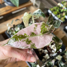 Load image into Gallery viewer, Alocasia Polly Pink variegated 2.5" pot, Fedex 2day*
