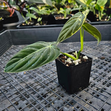 Load image into Gallery viewer, Philodendron Melanochrysum, Exact Plant Variegated Ships Nationwide
