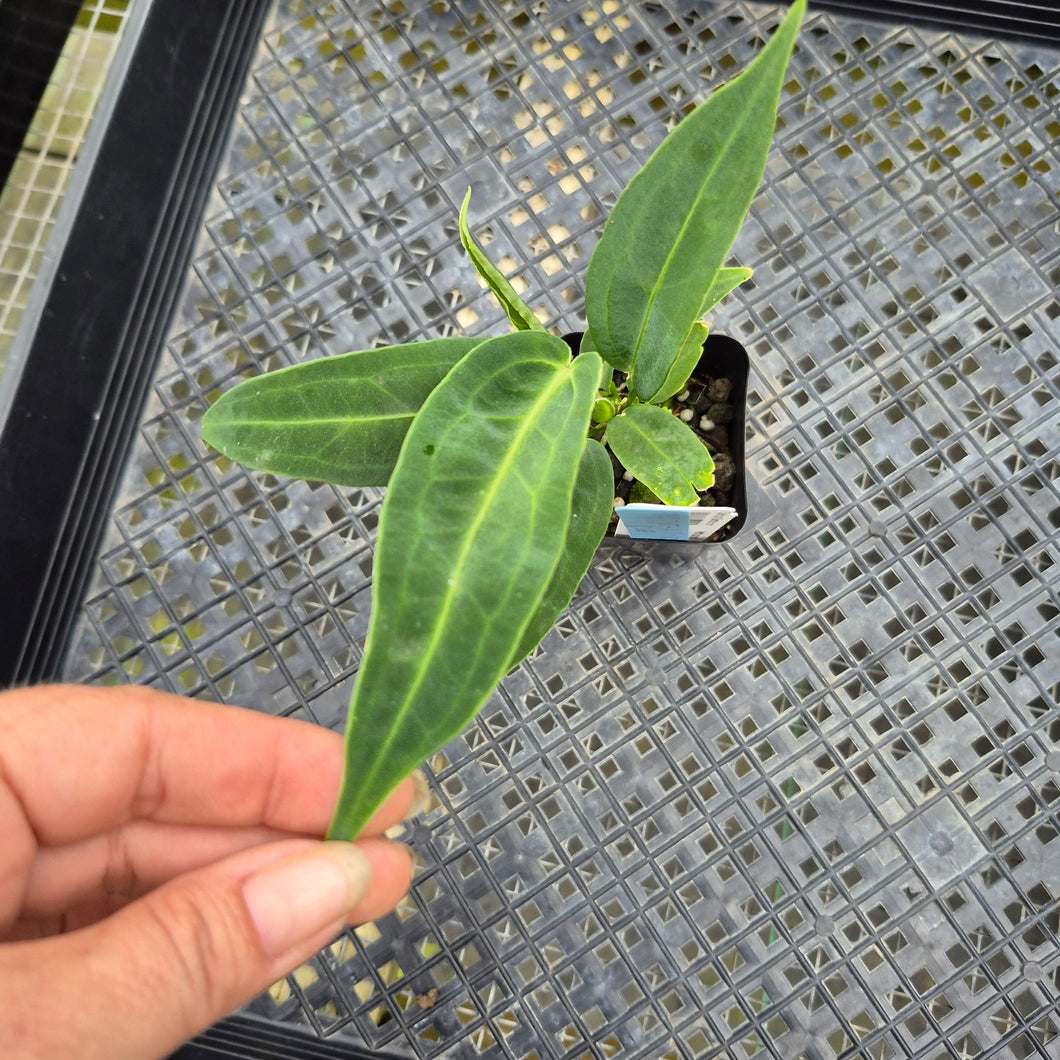 Anthurium Warocqueanum, Queen, Exact Plant Ships Nationwide