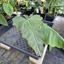 Load image into Gallery viewer, Philodendron Corsinianum, Exact Plant Ships Nationwide
