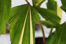 Load image into Gallery viewer, Variegated Fishtail Palm, exact plant, ships nationwide
