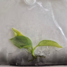 Load image into Gallery viewer, Philodendron Hastatum Silver Sword Variegated tissue culture Fedex 2day
