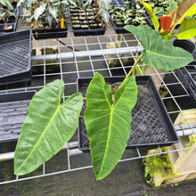 Load image into Gallery viewer, Philodendron Maximum exact plant, Fedex 2day
