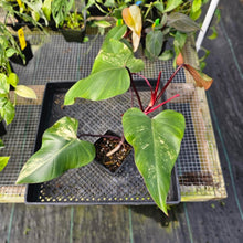 Load image into Gallery viewer, Philodendron Strawberry Shake, Exact Plant Variegated Ships Nationwide
