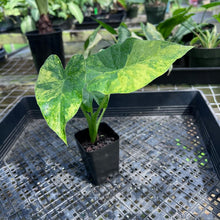Load image into Gallery viewer, Alocasia Gageana Aurea, Exact Plant Variegated
