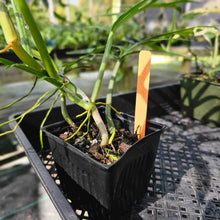 Load image into Gallery viewer, Philodendron Tortum, Exact Plant Wide Form, 4&#39;&#39; pot Ships Nationwide
