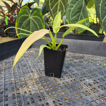 Load image into Gallery viewer, Philodendron Whipple Way, Exact Plant Variegated Ships Nationwide
