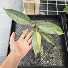 Load image into Gallery viewer, Philodendron Hastatum Silver Sword, Exact Plant Variegated Ships Nationwide
