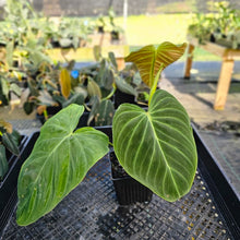 Load image into Gallery viewer, Philodendron Splendid, Exact Plant 4&quot; Ships Nationwide
