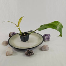 Load image into Gallery viewer, Philodendron Whipple Way, Exact Plant Variegated Ships Nationwide
