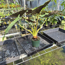 Load image into Gallery viewer, Alocasia Wentii Pink Splash Variegated exact plant, Fedex 2day*

