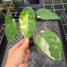 Load image into Gallery viewer, Syngonium Chiapense Variegated exact plant, Fedex 2day*
