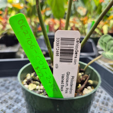 Load image into Gallery viewer, Philodendron Gloriosum, Pink Veined Back, Exact Plant Ships Nationwide
