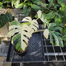 Load image into Gallery viewer, Monstera Borsigiana Albo Deliciosa, Exact Plant Variegated Ships Nationwide
