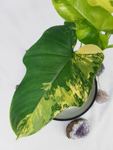 Load image into Gallery viewer, Philodendron Bipennifolium, Exact Plant Variegated
