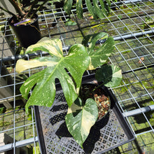 Load image into Gallery viewer, Monstera Thai Constellation Variegated exact plant, Fedex 2day*
