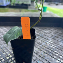 Load image into Gallery viewer, Philodendron Hederaceum Micans Aurea, Exact Plant Variegated Ships Nationwide
